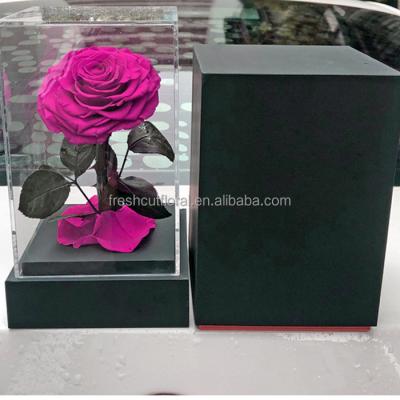 China Real and Natural Touch Acrylic Box Forever Preserved Eternal Natural Lasting Immortal Roses Preserved Flower Stabilized Rose In Glass Diy for sale