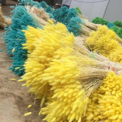 China Vivid Natural Dry Grass Bunny Tail Lagurus Ovatus Grass Flowers for Flower Bouquet Arrangement and Home Decoration for sale