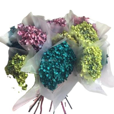 China Wholesale Natural and Fresh Real Touch Natural Dry Artificial Preserved Hydrangea Flowers Hydrangea for Wedding Decorations for sale