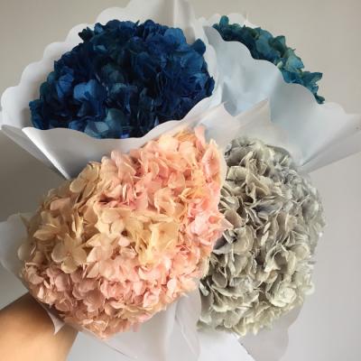 China Natural touch natural dried hydrangea flower with huge petals on the stems for sale