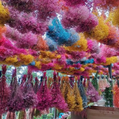 China Natural touch stabilized babysbreath preserved gypsophila flower export of Kunming rainbow floral for sale