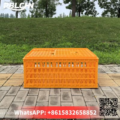 中国 Convenient Poultry Transport Cages for Smooth and Secure Poultry Transportation 74cm*54cm*32cm  Large chicken cage 販売のため