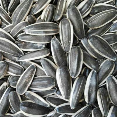 China New High Quality Dry Cultivated Sunflower Seeds for sale