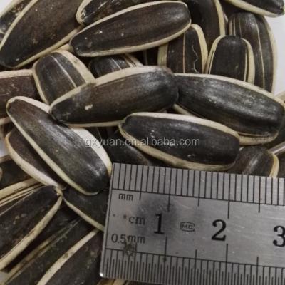 China Sunflower seeds dry type long for sale