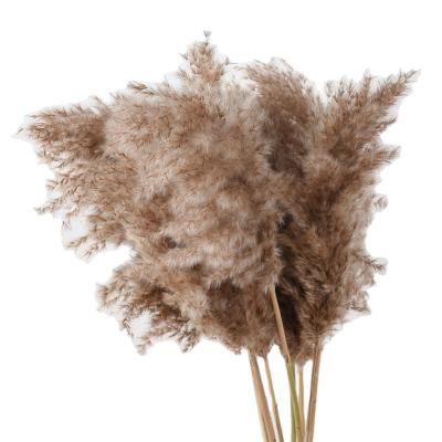 China Hot Sale 60cm Natural Pampas Grass Pampas Grass Real Big Real Flower Bouquet For Home Decoration Table Decoration for sale