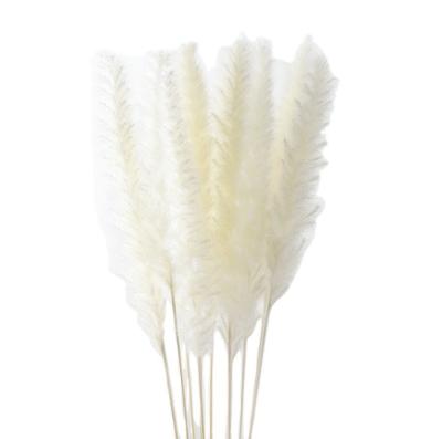 China Natural Dried Flower Bouquet Plant Hot Sale Dried Flowers White Pampas Grass 10pcs/bouquet Natural Dried Tubular Flowers For Living Room Wedding Decoration for sale