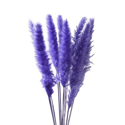 China Natural Dried Creamy Dried Flowers Reed Phragmites Bunch Communis Natural Flower Bouquet Decoration Preserved Dry Pampas Grass Decorative Layout for sale