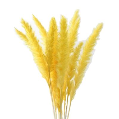 China White Pink Dry Flowers Wedding High Quality Natural Dried Pampas Grass Reed Cream Brown Hay Decoration Flower Bouquet for sale