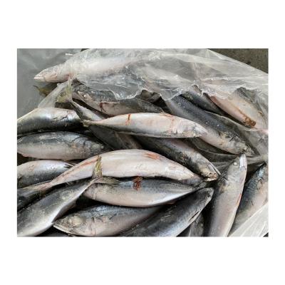 China Good Quality 300-400g Organic Pacific Mackerel Fish Mackerel Frozen for sale