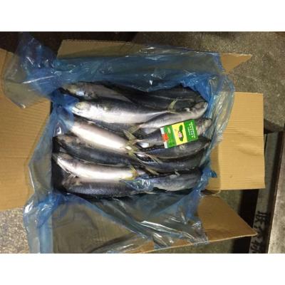 China Organic Top Supplier 250 - 350 g Frozen Mackerel King Pacific Fish Pacific Mackerel For Groundbait for sale