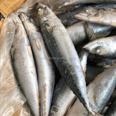 China White Frozen Pacific Mackerel Frozen Pacific Fish Price Mackerel Belly Mackerel for sale