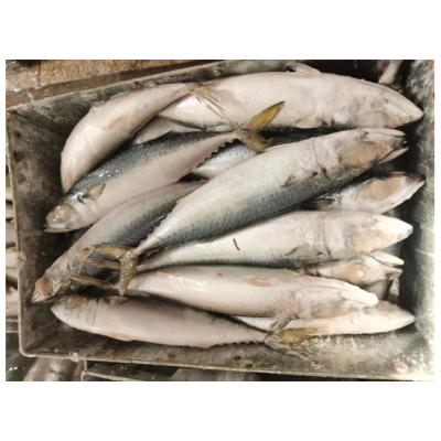 China China Big Size Mackerel Suppliers BQF Pacific Organic Frozen Land Mackerel for sale