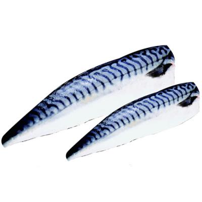 China NATURE Fish Process Scomber Wholesale HGT Best Price Frozen Pacific Mackerel Fillet Japonicus For Canned for sale