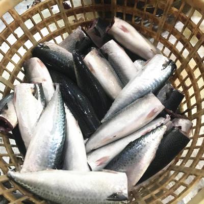 China High Quality FROZEN Pacific Mackerel from HGT for Russia Market for sale