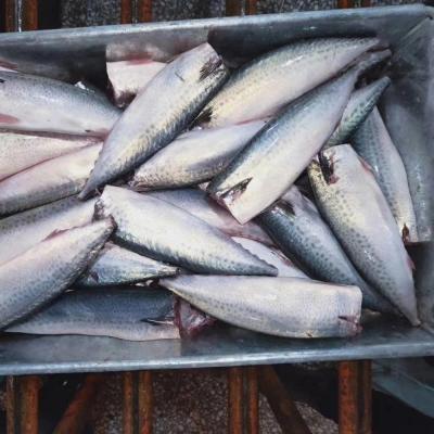 China Fish Processing Plant Russia Canned Favorite HGT Organic Pacific Mackerel for sale