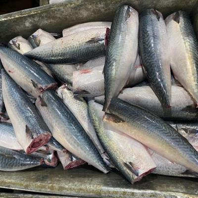 China NATURE 300 - 500g Headed Gutted Frozen Pacific Mackerel Tailed For Sale for sale