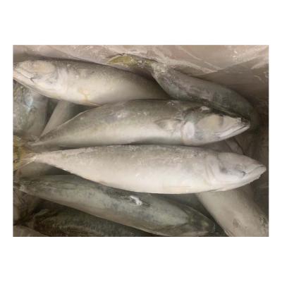 China 300 - 500 Round IQF Pacific Mackerel Organic Whole Frozen Mackerel For Market for sale