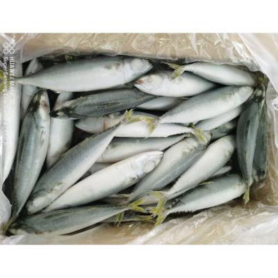 China Organic Ready Boat Light Fishing 60 - 80 pcs/kg IQF Mackerel Fish Pacific Mackerel Frozen Mackerel for sale