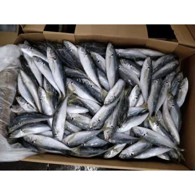 China Good Price Organic Hot Small Eyes Saurels Whole Frozen Fish for sale