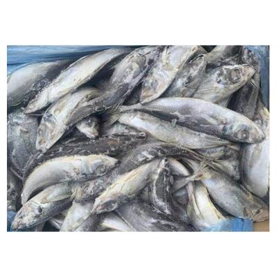 China NATURE supplier prices sell 20kg seafood box norway saurels and fresh frozen saurels fish for sale