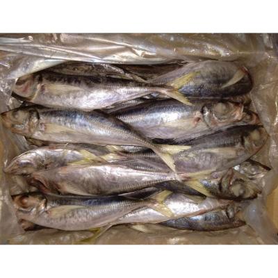 China Supplier Organic Importers Frozen Fish Grades Whole Frozen Saurels Namibia Saurels for sale