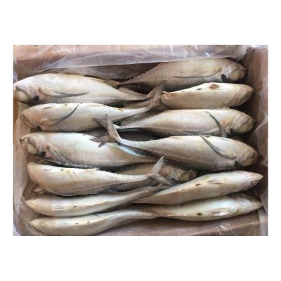 China Best Quality 250-400g Organic Hard Tail Saurels Frozen Hard Tail Scad Good Selling for sale