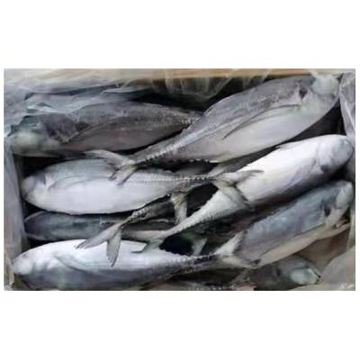 China Good Quality NATURE Tough Fish Saurels Frozen Tail Scad for sale