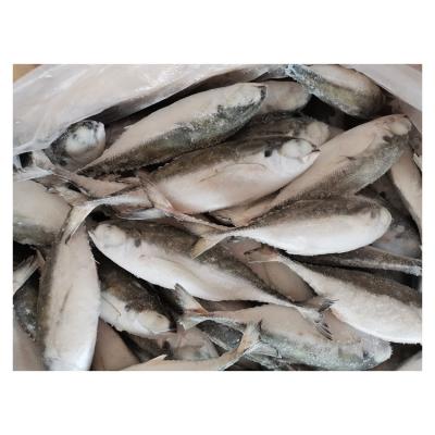 China New NATURE style seafood frozen hard fish and tail saurels good quality fresh food for sale