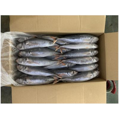 China Round Scad Organic Light Fresh Fish Hook 150-200g Frozen Red Tail Saurels for sale