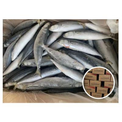 China New Style IQF Layang Organic Favorite Whole Scad Fish Frozen Round Scad Galunggong Vietnam for sale