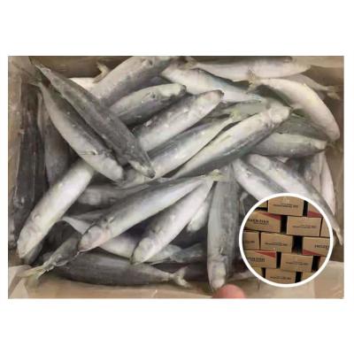 China Best Quality IQF Light Hook Round Scad Organic Fresh Fish Muro Aji Supply For Malaysia Market for sale