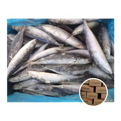 China Organic Export Seafood Round Scad Good Quality Layang Fresh Frozen Scad for sale