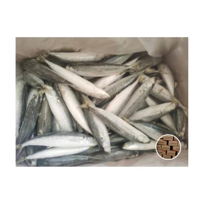 China Good Quality Organic Round Scad Mackerel Price Light Fishing Round Scad Fish for sale