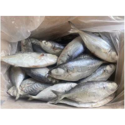 China Good Quality Organic Whole Round Frozen Round Fish Scad For Sale From Suppliers for sale