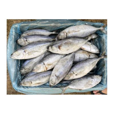 China Organic Whole Round Frozen Round Scad Fish IQF 20-40pcs/ctn Big Eye for sale