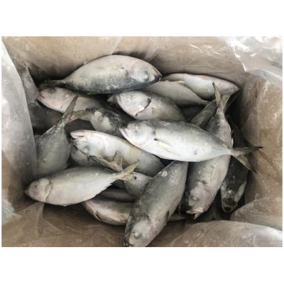 China Supply Best Quality Organic Whole Fish Frozen Round Scad For Philippines Market for sale