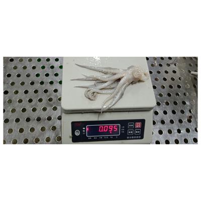 China Nutritious Hot Selling Illex Fresh Squid Argentina Head For European And American Countries for sale