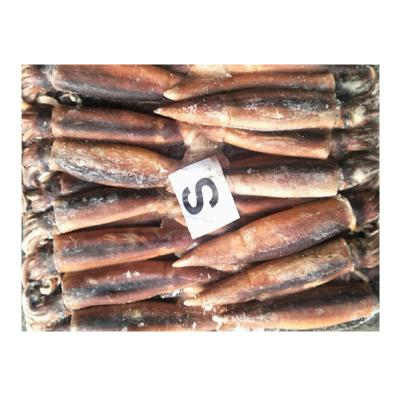 China BQF Nutrient Whole Squid 150-200gr Bait Price Frozen Illex Squid Argentina Illex for sale