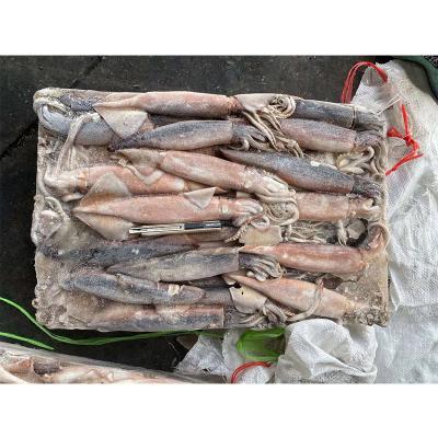 China Nutritious High Quality Frozen Pacific Squid California Pacific Squid Whole Tubes Pacific Squid For Sale for sale