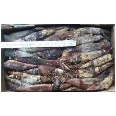 China Nutritious Supply New Arrive Indian Ocean Squid Whole Round Frozen Squid 80-150g for sale