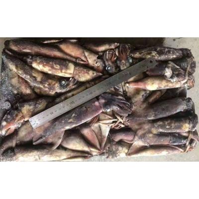 China Whole Wholesale Price 100-200g Indian Ocean Nutritious Squid Fishing Frozen Squid For Groundbait for sale