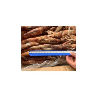 China Organic Newcomer Fresh Seafood Sell Plum Cheap Live Frozen West Africa Squid For Sale for sale