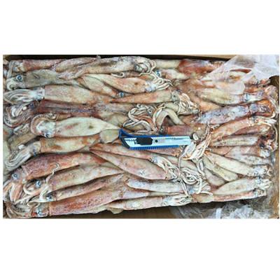 China NATURE Good Quality West African Frozen Squid Seafood Wholesale Whole Round Seafood Fresh Fish for sale