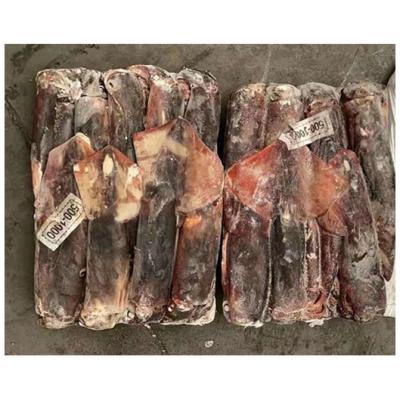 China Fresh Bulk Frozen Giant Squid Calamar Loligo Chili Dosidicus Gigas From NATURE Supplier Sale Plum Seafood Products BQF Prices for sale