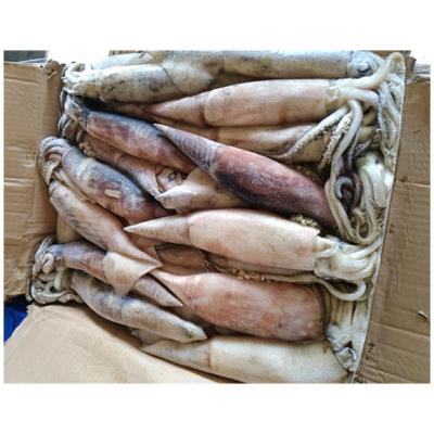 China NATURE Supply Good Quality Seafood Fresh Fish Whole Round Sea Frozen Squid North Pacific for sale