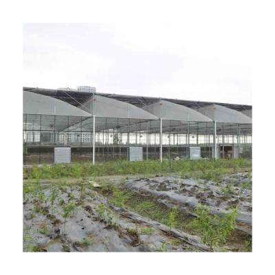 China Plastic Sheet Quality Assurance Sawtooth Tropical Hydroponic Greenhouses For Sale for sale