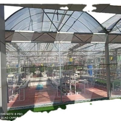 China Custom High Quality Gothic Plastic Sheet Greenhouse Multi-span Tropical Tomato Hydroponic Greenhouse for sale