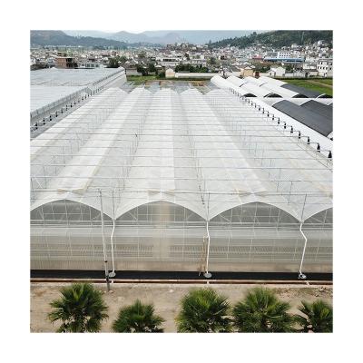 China Custom High Quality Plastic Sheet Gothic Greenhouse Multi-span Tropical Hydroponic Seedling Greenhouse for sale