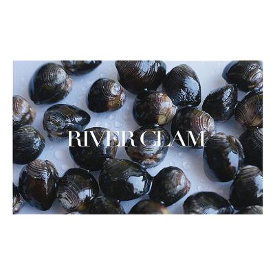 China Shell Seafood Factory Top Grade FROZEN Free River Clam High Quality Frozen Clam for sale