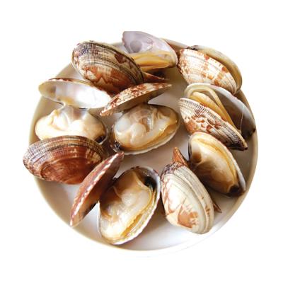 China Ruditapes Hot FROZEN Hot High Quality Fast Frozen Additive Free Sale Baby Clam With Shell for sale